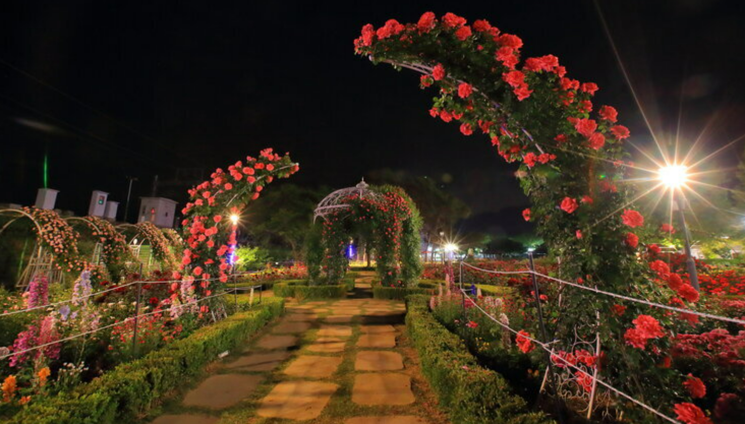 곡성 장미축제 야간개장