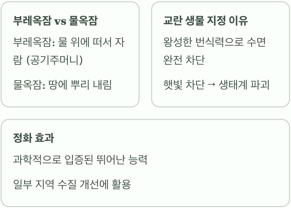 부레옥잠 꽃말과 상징 의미