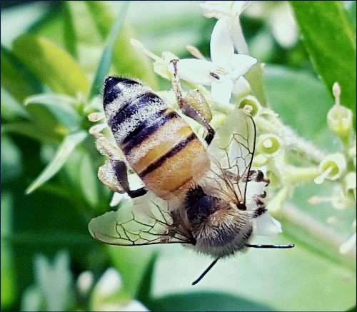 프로폴리스 효능