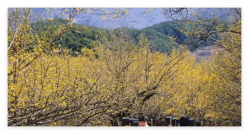 구례산수유축제 명소