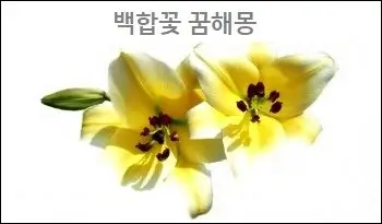 백합꽃 꿈해몽