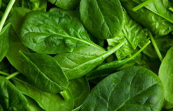 시금치