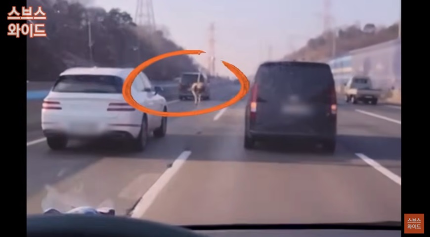 타조의 고속도로 질주와 목격담