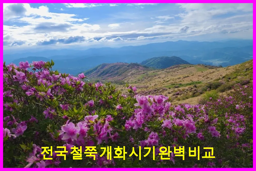 전국 철쭉 개화 시기 완벽 비교