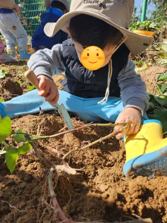 고구마캐는시기 딱 3가지 신호만 보세요 보관법까지 총정리로_9