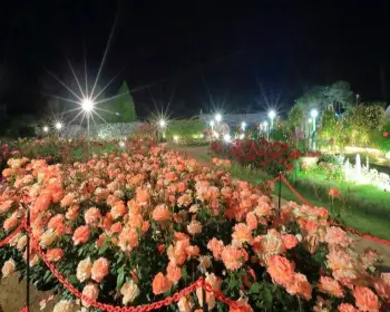 곡성 장미축제_21