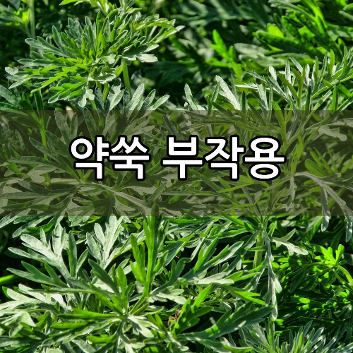 약쑥 부작용