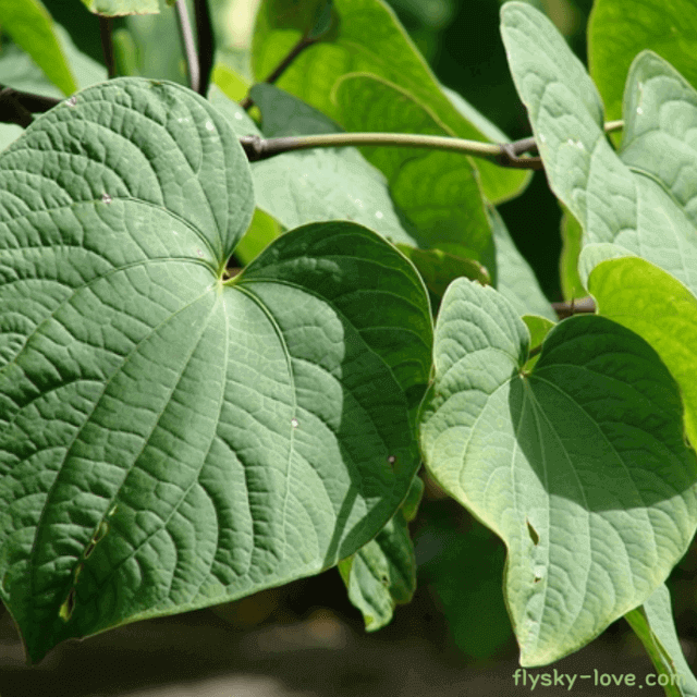 카바카바(kava kava) 카바잎