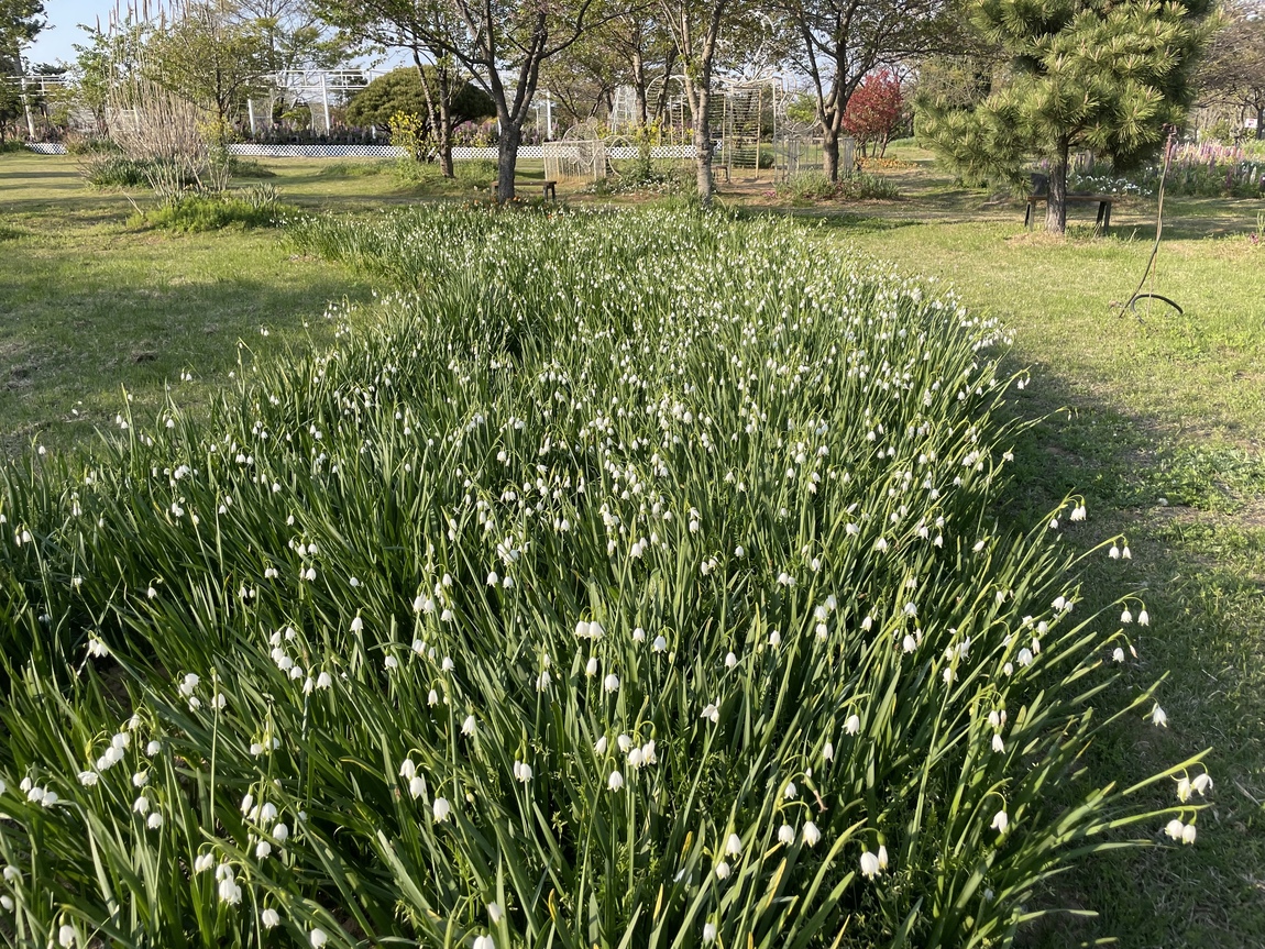 2025 태안 봄꽃 정원 기본정보
