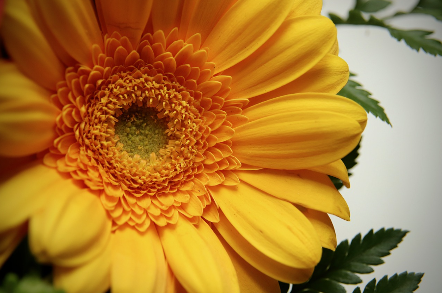 절화의 수확 적기 방법