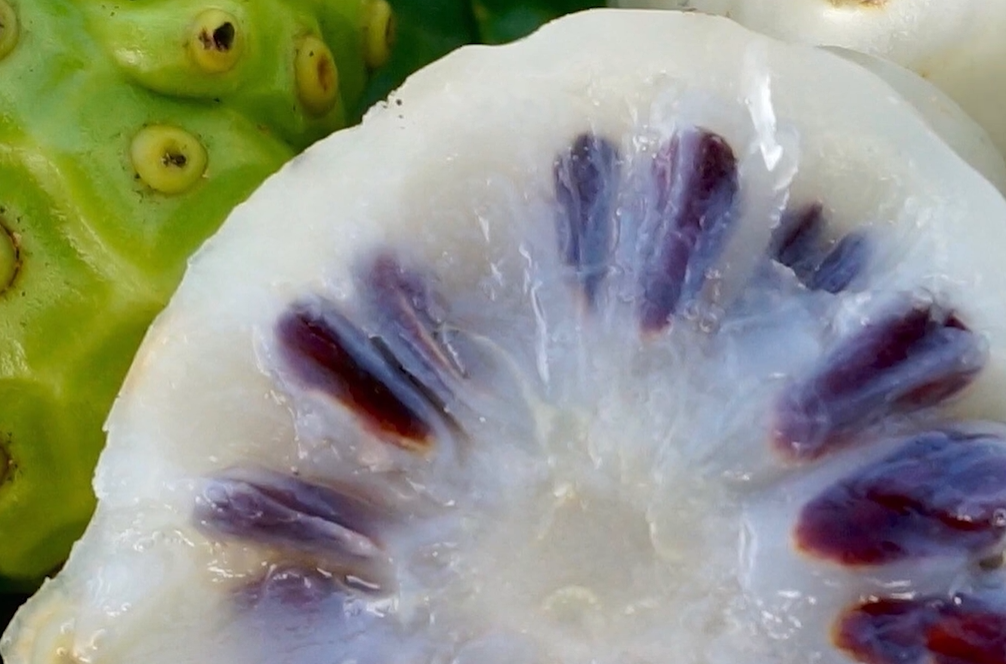 노니 효능 부작용