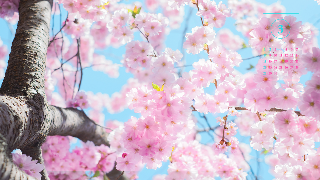 01 체리블라썸 A - 2026년3월 달력배경화면