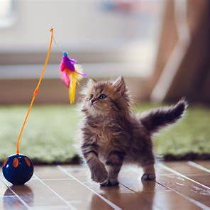 고양이 장난감 총정리