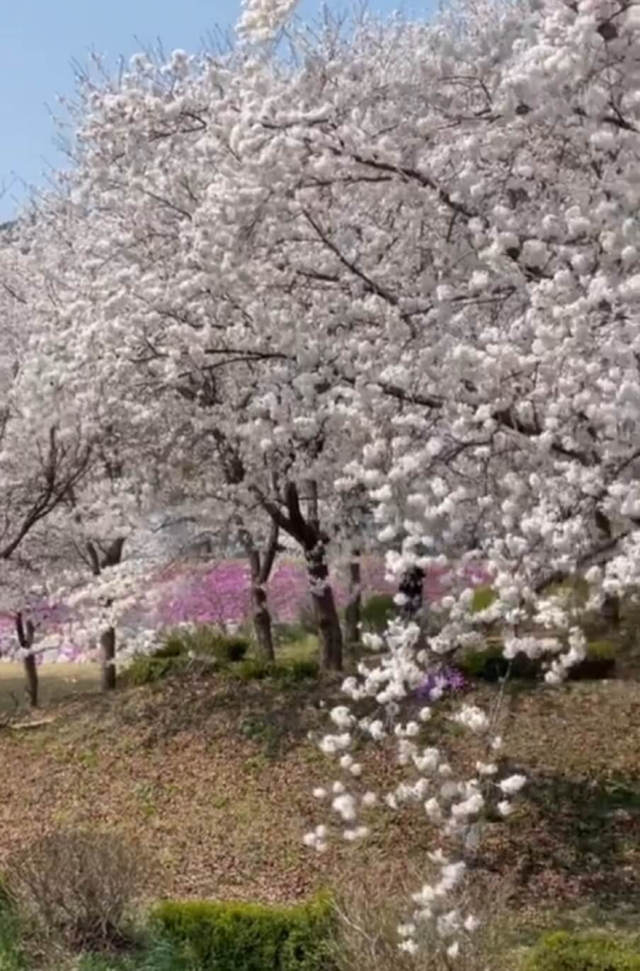 숨은 벚꽃명소 / 2024 충청도 벗꽃명소 벚꽃여행
