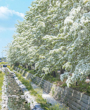 전주 이팝나무 철길