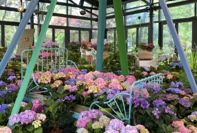 수국 장미 축제