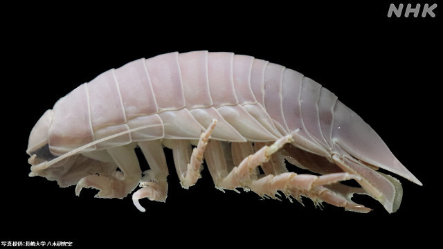 바다 속 청소부들: 바닷속 분해자의 역할 – 해저 생태계를 지탱하는 생물들