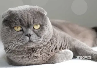 스코티시폴드 고양이 유전병_7