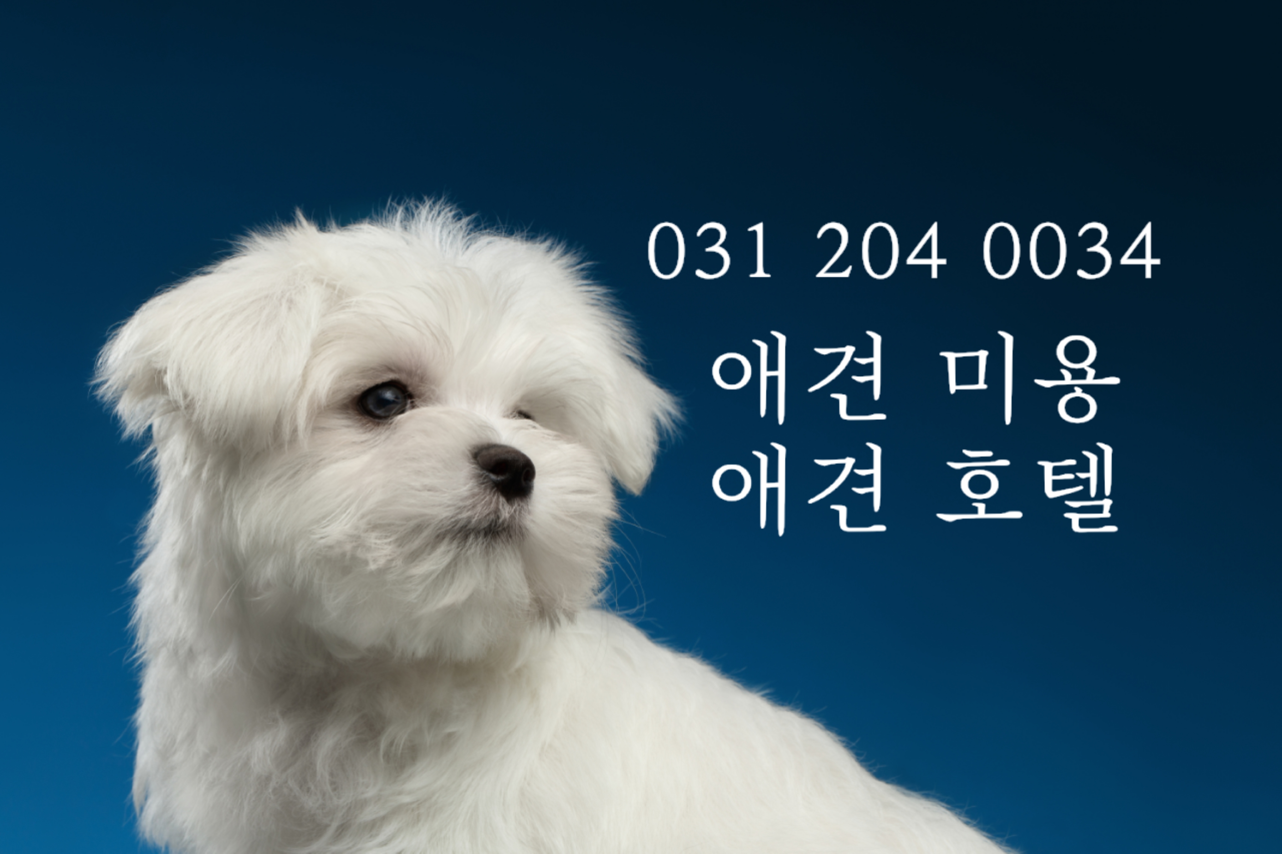 도그스퀘어 수원점