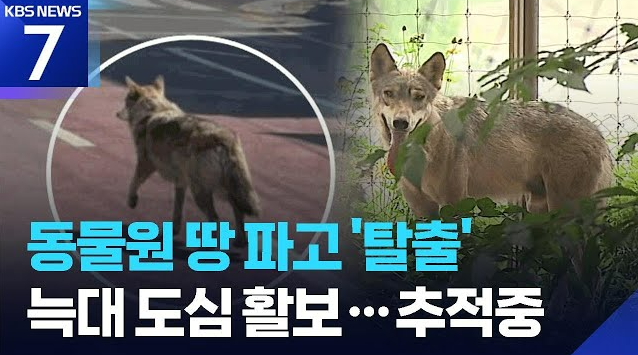 대전 오월드 늑대 늑구 탈출 사건, 습성, 위험성 알아보기