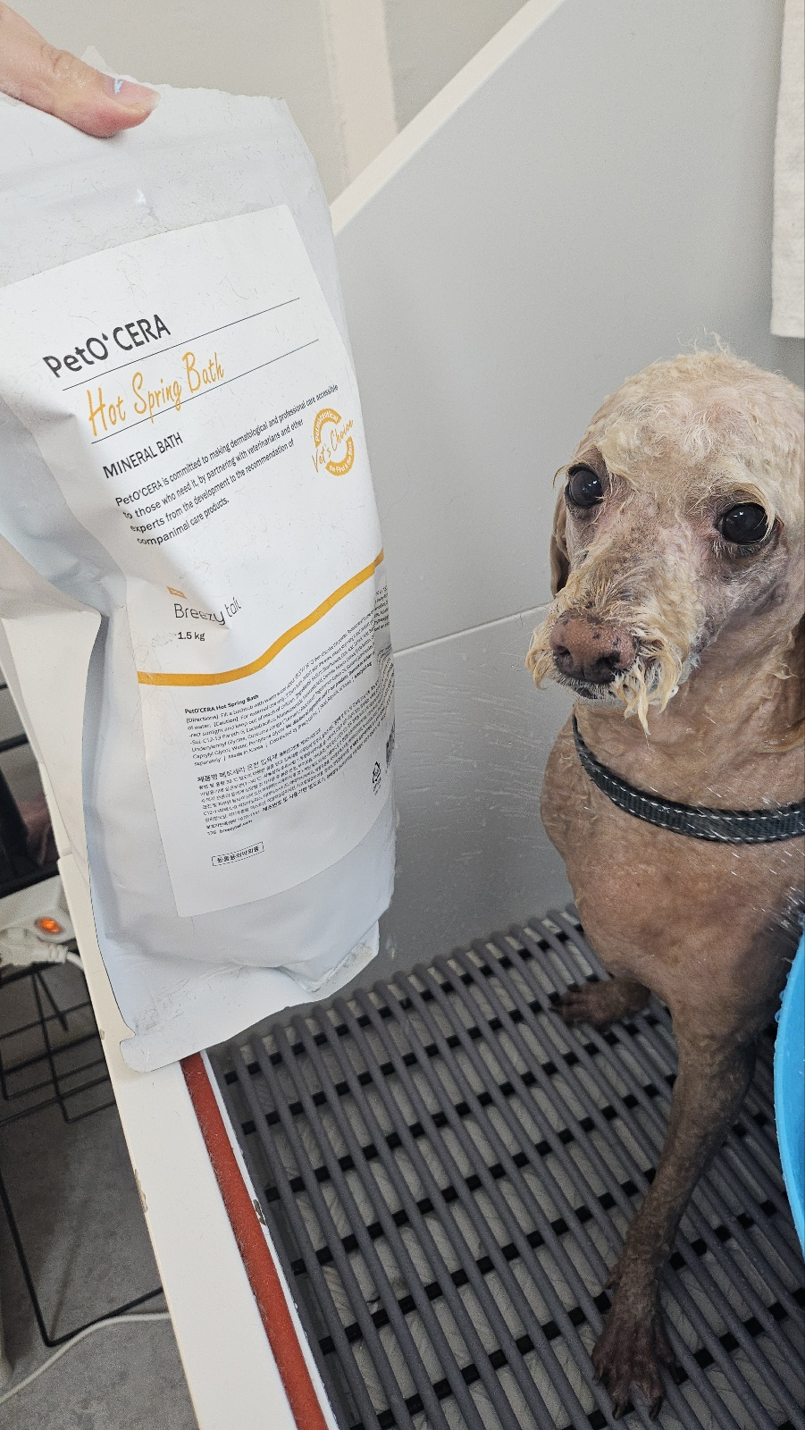 경기 광주 양벌동 애견미용, 강아지 미용, 덕자네 미용실