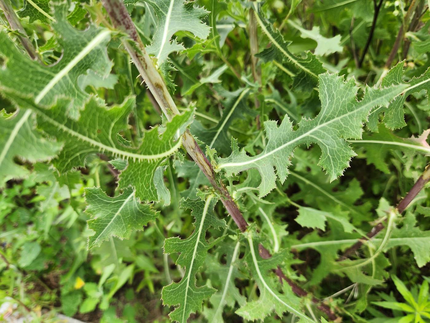 가시상추(가시상치)