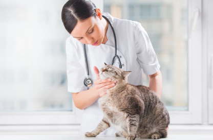 진찰을 받는 고양이.