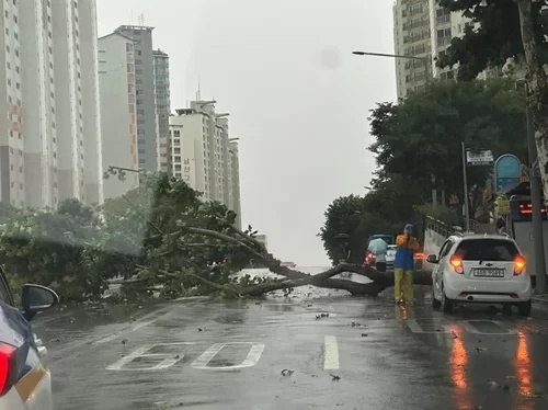 전국 폭우 사망 실종