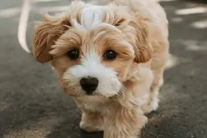 반려동물 강아지 사진