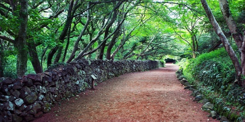 제주 비자림 숲길 사진
