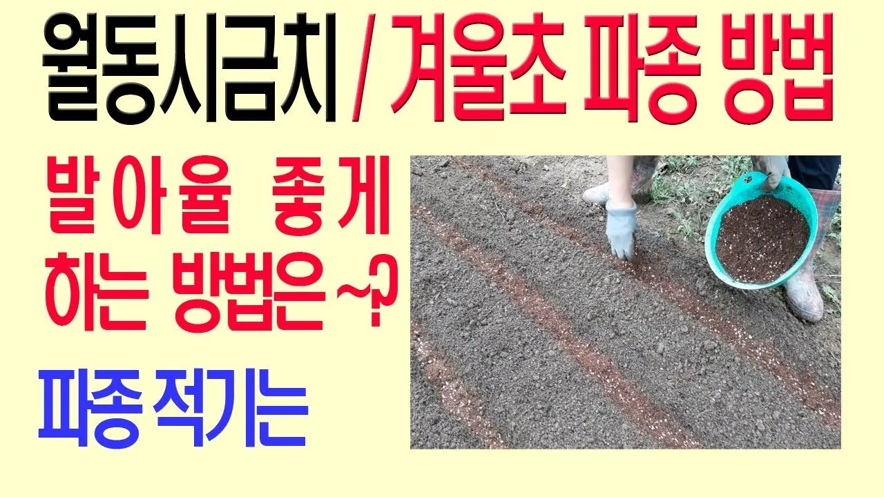 겨울초 파종시기 심는 시기 나물 요리법 농업 재배_5