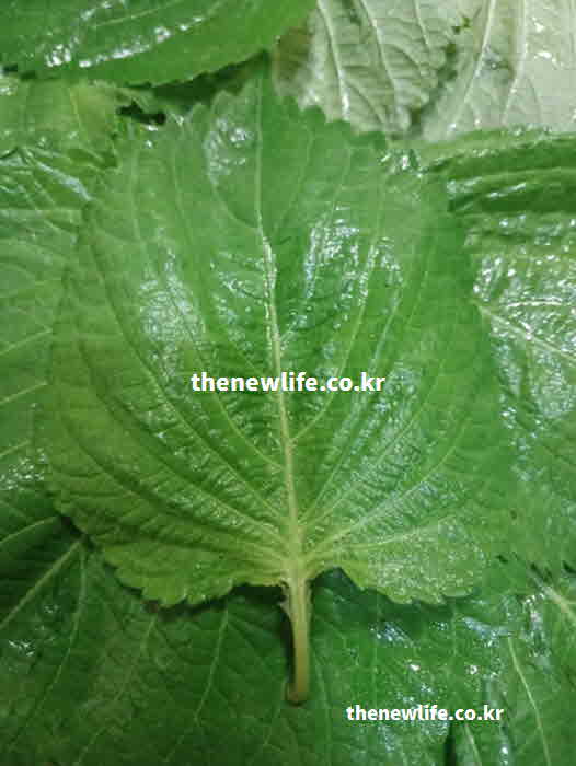 깻잎 효능 위장 건강 파이톨 성분