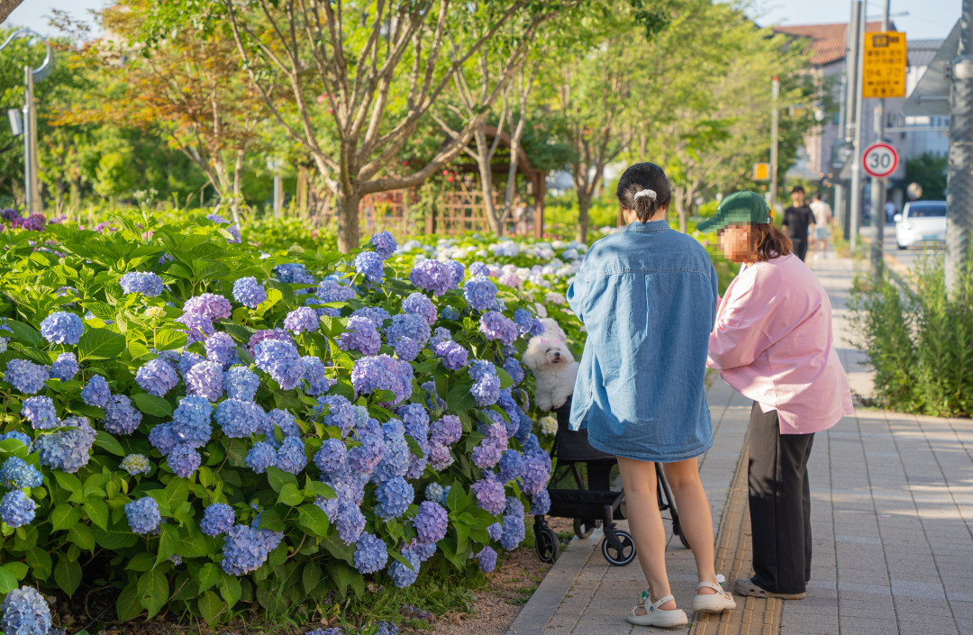 신동 수변공원 수국