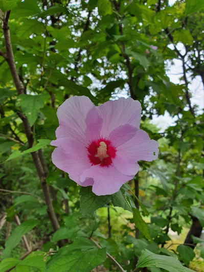 가평가볼만한곳자라섬페스티벌