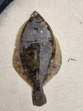 봄 도다리 제철 효능 레시피_15