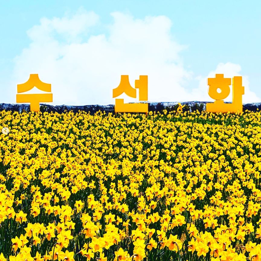 2024-신안-선도-섬수선화축제