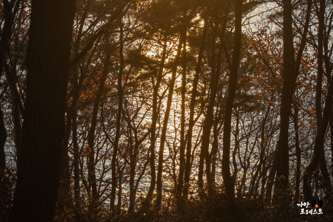 안산 구봉도 대부해솔길