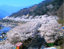  화개장터 벚꽃축제 축제