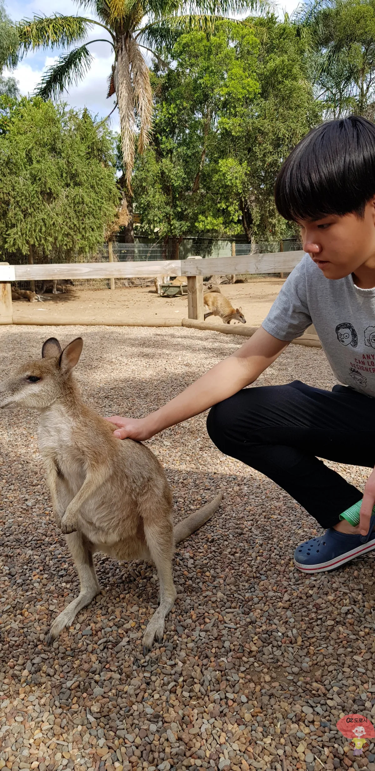 호주-시드니-근교여행-페더데일-야생동물원-왈라비와-은우