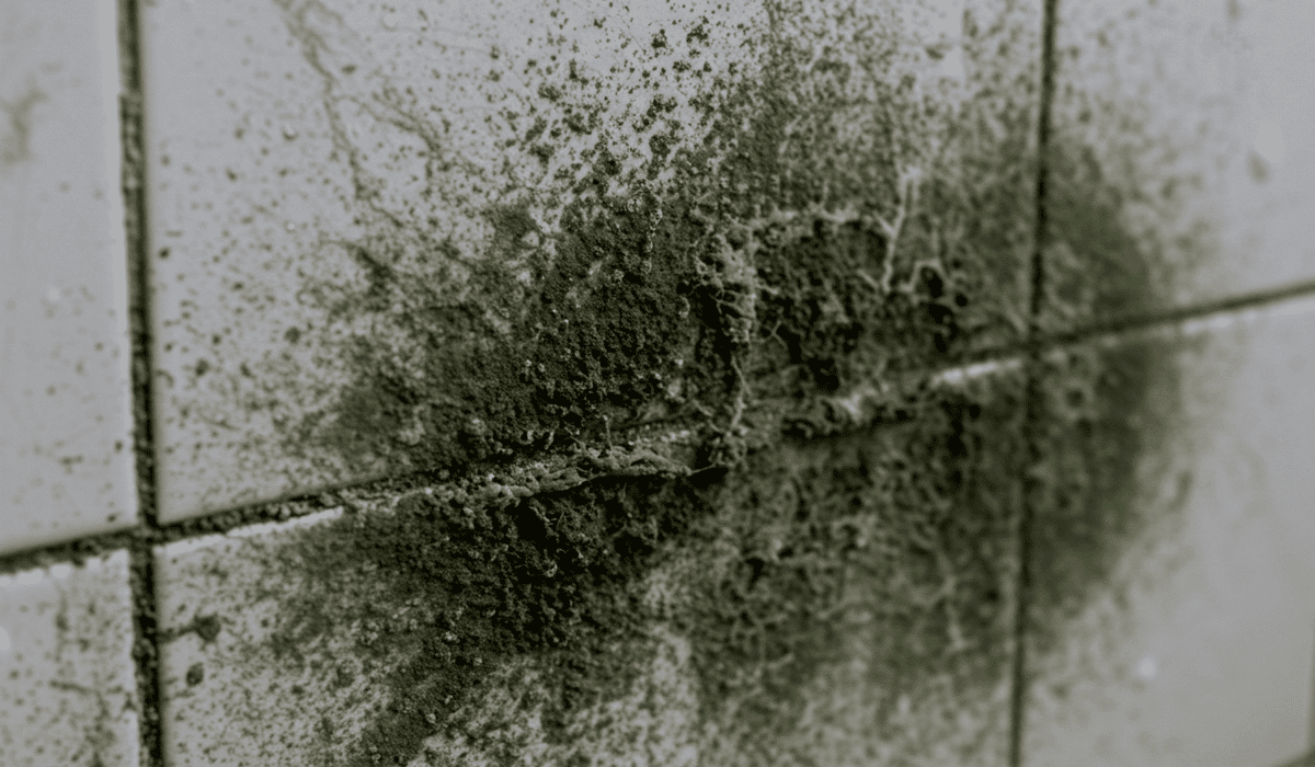 곰팡이_냄새_없애는_법_22