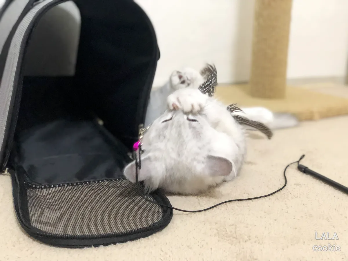 고양이-이동장-추천-천소재-이동장-옆에서-노는-고양이