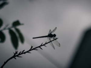 잠자리 꿈 해몽