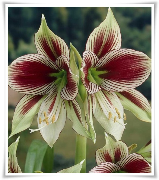 "튤립" 매력적인 봄의 대표적인 꽃, 튤립의 매력!