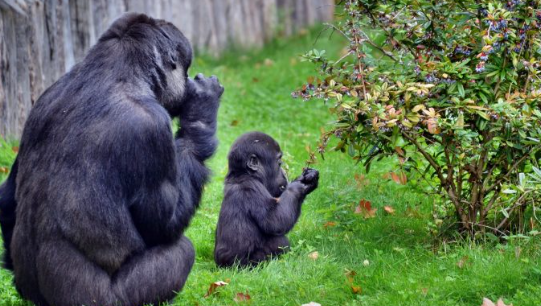 성인 고릴라와 어린 고릴라