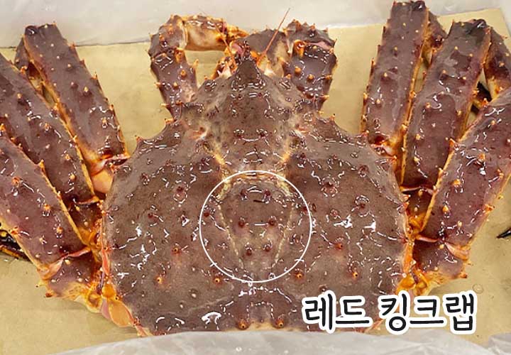 레드킹크랩 블루킹크랩 차이
