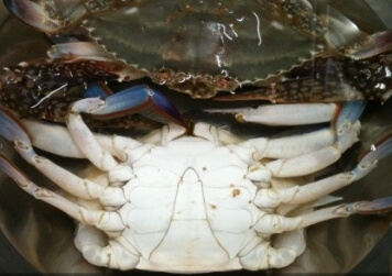 간장게장 담그는법