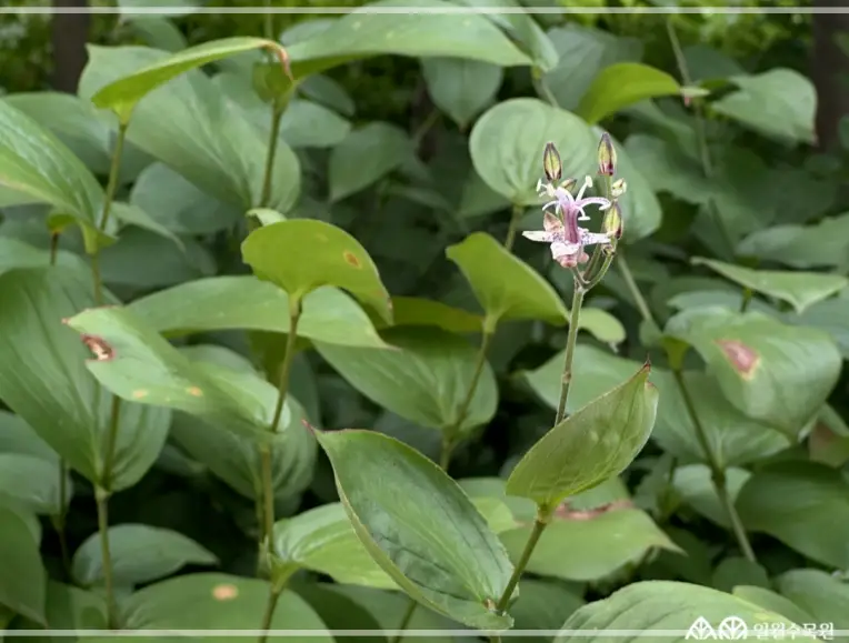 일월수목원-입장료-운영시간-주차-요금-관람