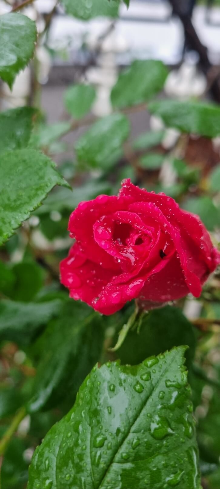 부천 백만송이 장미공원 장미축제 찾아가는 길