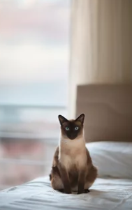 샴고양이/출처:어도비스톡