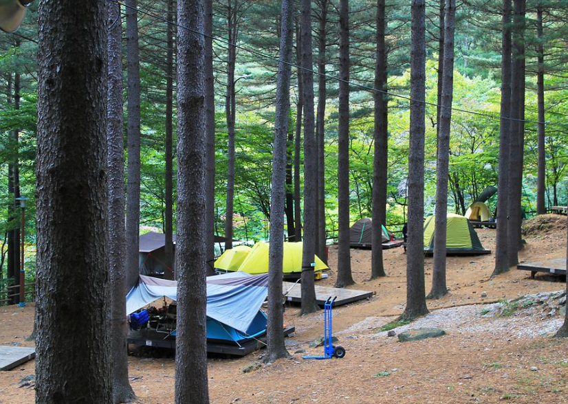 무주 덕유산 자연휴양림 여름 캠핑 – 시원한 계곡 물놀이와 숲 캠핑 즐기기